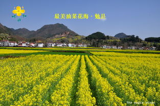油菜花漫步小提示