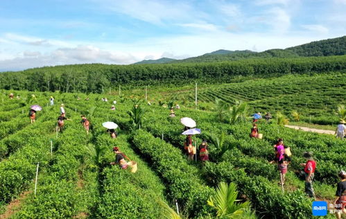 采茶体验？就是个骗钱的把戏！