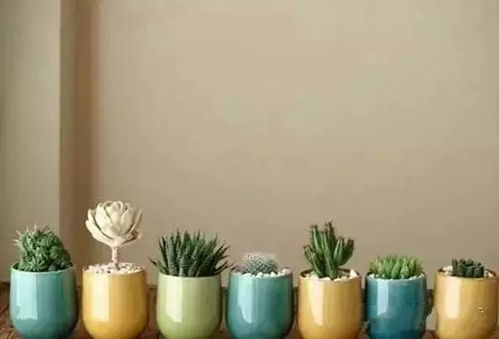 a) 富贵竹（四支vs五支）