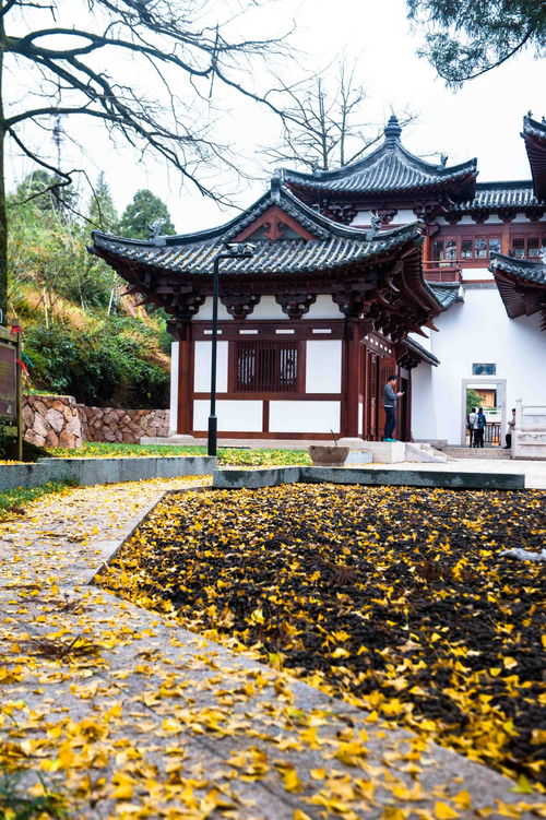 一、 开场白——春日限定的方塔园乱入
