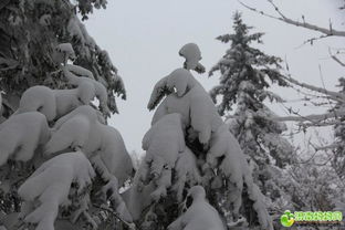 雪乡之美，冬季严寒中的绿色宝石