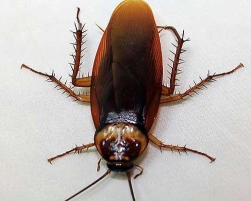 女人梦见屋里到处跑的蟑螂有什么特殊征兆？