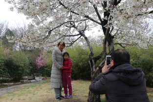 二、古楼镇的三条春日赏花线路（随意挑）