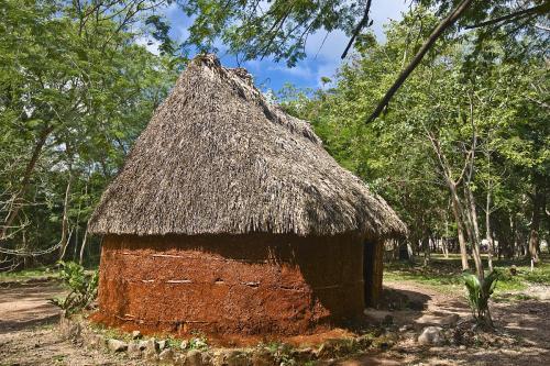 楠木树房前屋后可栽吗,楠木树房前屋后可栽吗