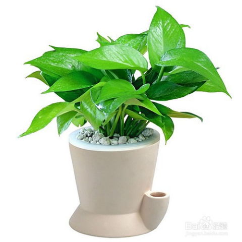 3. 芦荟