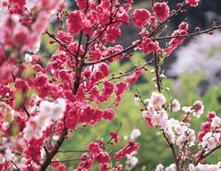 植物风水：桃花与百合，  催旺桃花运的神秘力量