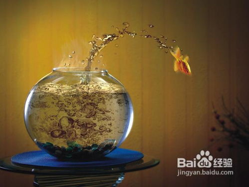 风水鱼缸上面放花瓶,风水鱼缸上面放花瓶可yi吗