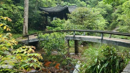 ① 随手拍摄的碎片化视频（顺手一拍）