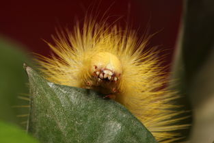 金子与毛毛虫的启示