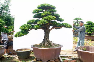 悬崖边风水禁忌大全中，罗汉松在风水玄学中有什么特别禁忌？