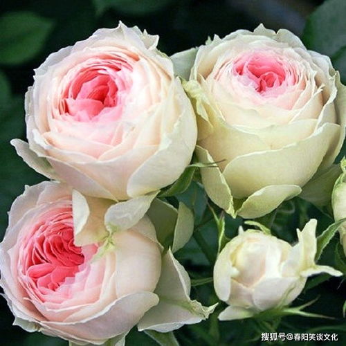 二、 “王家卫”、“慕容晓”、“翊云泽”：不同姓氏下的命名探索