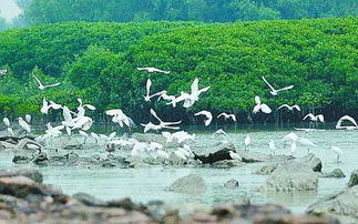 深圳湾公园：吹吹海风散散心