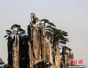 1.1 迎客松的“自拍”姿势