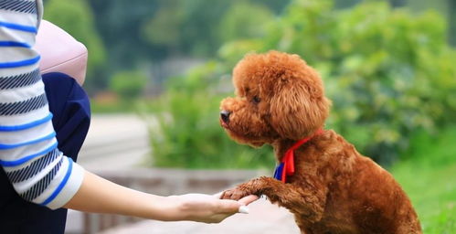泰迪犬起名五较大误区：你有可能正在犯！
