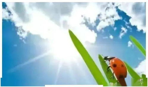大暑和立秋分别是什么节气？
