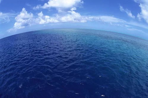 五较大神秘诡异海底生物盘点