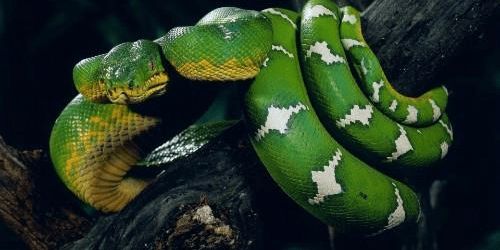 属蛇人2026年1月开张吉日是哪一天？请提供详细黄道吉日一览表。