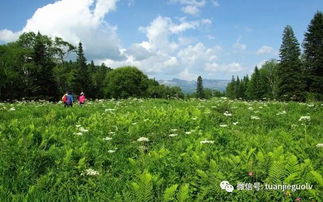 蓝色鸢尾花园：五彩斑斓的梦境与现实混合体