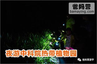 在热带雨林里找那些会发光的破蘑菇！