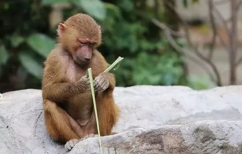 家里养狗风水好吗？属猴人养狗最佳风水是怎样的？