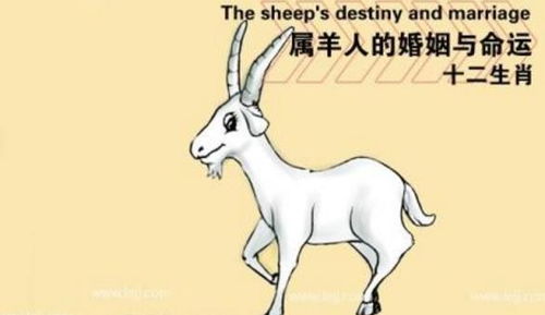 生肖羊一生运势如何？12生肖中属羊的人运势怎么样？