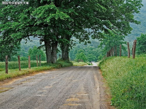 6. 椿树 - 爸爸的好大儿