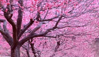 2026年旺桃花的颜色分别代表什么含义？