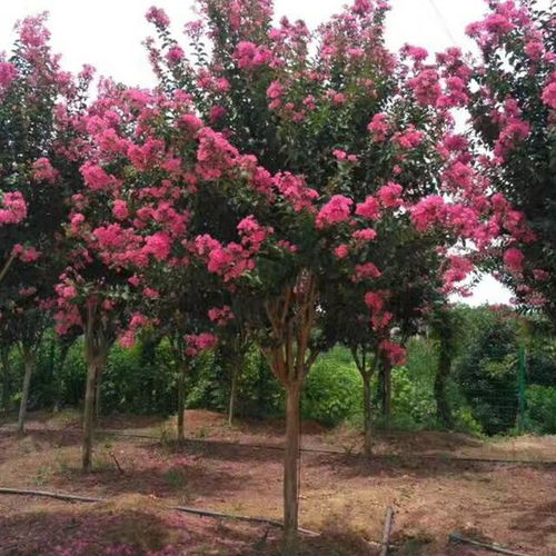 养护小贴士：让你的 紫微花 更健康
