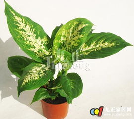 广东种植花叶万年青时，如何运用风水来提升其生长和家居运势？