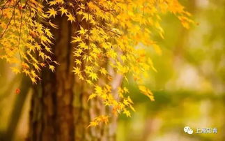 秋分时节
