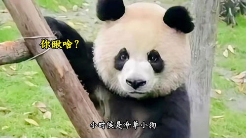 成都基地：人山人海的
