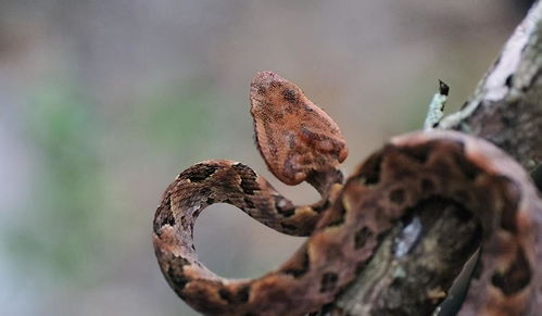 蛇啊蛇，你这让人又爱又恨的小妖精！