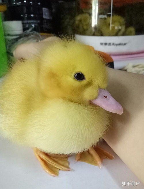 养宠物鸭子风水好吗,家里养宠物鸭子好不好