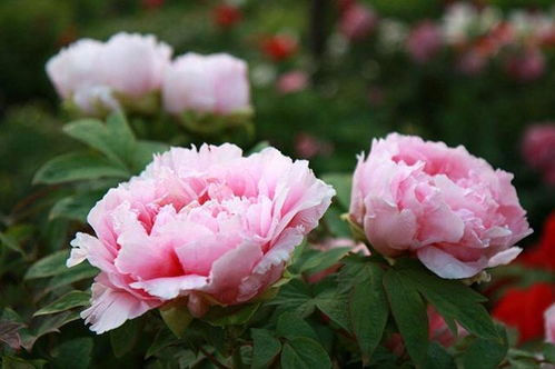 洛阳牡丹3月-4月盛花期，赏花攻略有哪些必备事项呢？