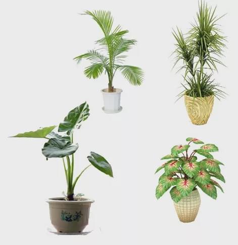 室内养这些植物，你家能变养老院