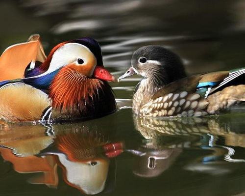 将朝齑暮盐的生肖动物为长尾：这长尾的生肖动物，是不是朝齑暮盐的象征呢？