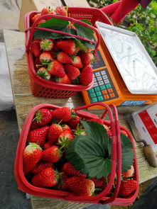 草莓品种猫腻多