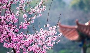 命里带桃花的男人结婚会否容易遇到良缘？