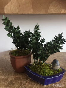 客厅植物越多越好？