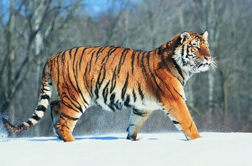 2026年2月属虎本月黄道吉日适合哪些生肖？