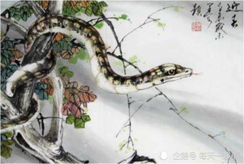 1977年属蛇女性婚姻感情如何，命运走向怎样？