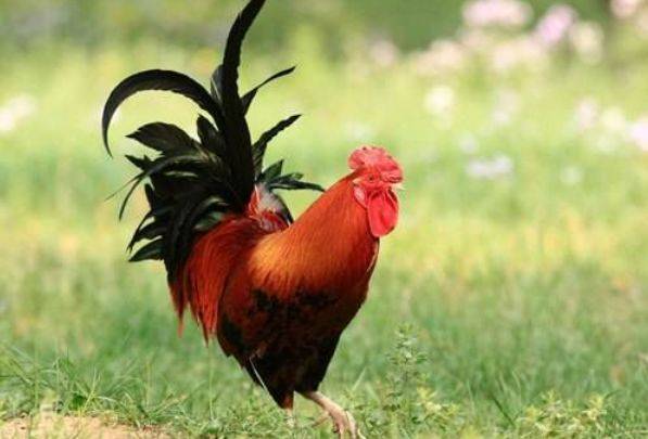 兔年公鸡寓意是哪个生肖？兔年生肖一览表是什么含义？