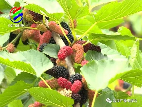 震惊！2026年种桑树竟能改变命运？老祖宗留下的秘密99%的人不知道！