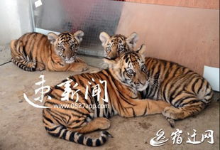 哇这个！原来古代人连虎宝都要起这么较深奥的名字？