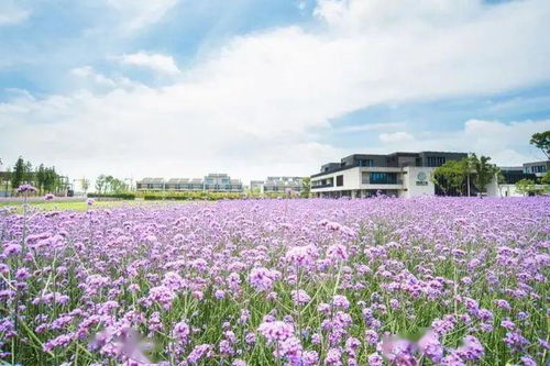 五一假期，你到底有没有去嘉兴南湖免费游玩？
