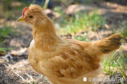 属鸡女生名字中最旺的字女孩改写为长尾是：属鸡女孩名字中哪个字最旺，能带来好运？