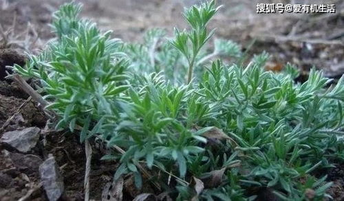 如何将风水中的棉花地、麦地风水进行改造提升？