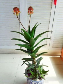 芦荟：清新鲜空气，  轻巧松心情