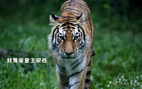 救命！原来老虎分这么多种