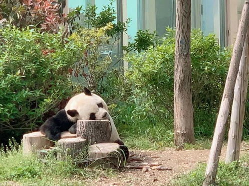 动物园大揭秘：这些黑幕你绝对想不到